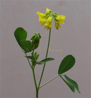  Inflorescence